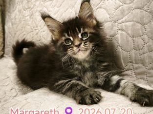 Margareth Maine Coon nőstény kiscic