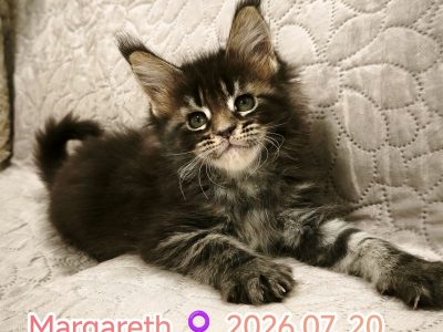 Margareth Maine Coon nőstény kiscic