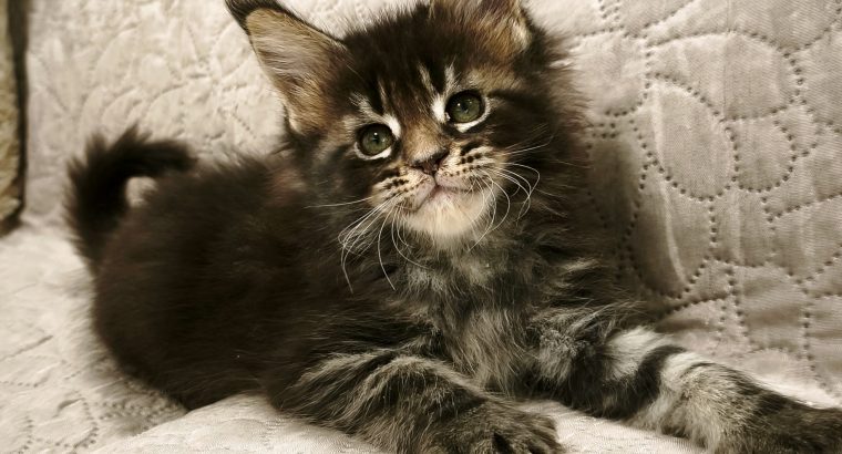 Margareth Maine Coon nőstény kiscic