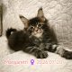 Margareth Maine Coon nőstény kiscic