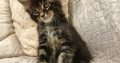 Maine Coon kandúr kiscica