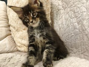 Maine Coon kandúr kiscica