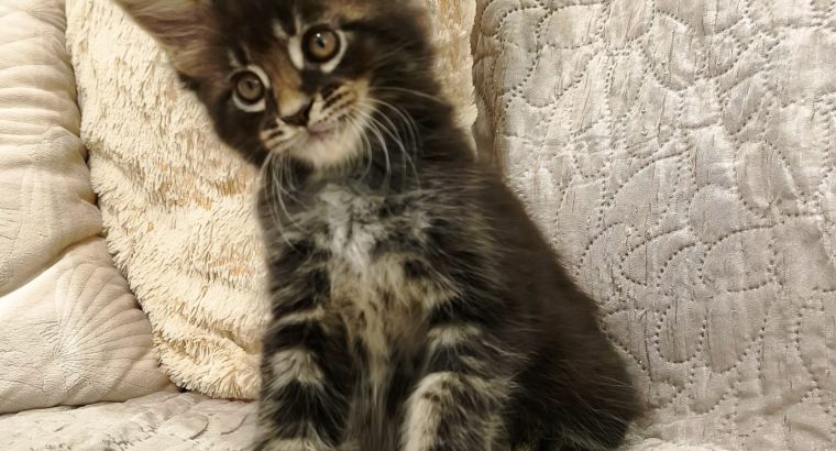 Maine Coon kandúr kiscica