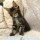 Maine Coon kandúr kiscica
