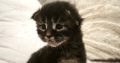Northwyn Maine Coon picúr
