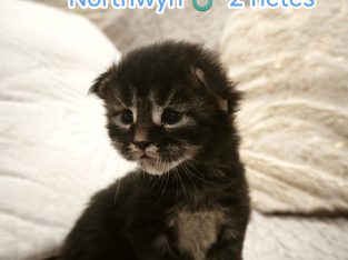 Northwyn Maine Coon picúr