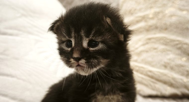 Northwyn Maine Coon picúr