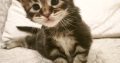 Noxford Maine Coon kandúr kiscica
