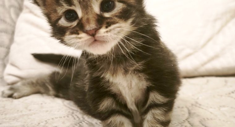 Noxford Maine Coon kandúr kiscica
