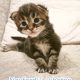 Noxford Maine Coon kandúr kiscica