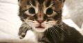 Noxford Maine Coon kandúr kiscica