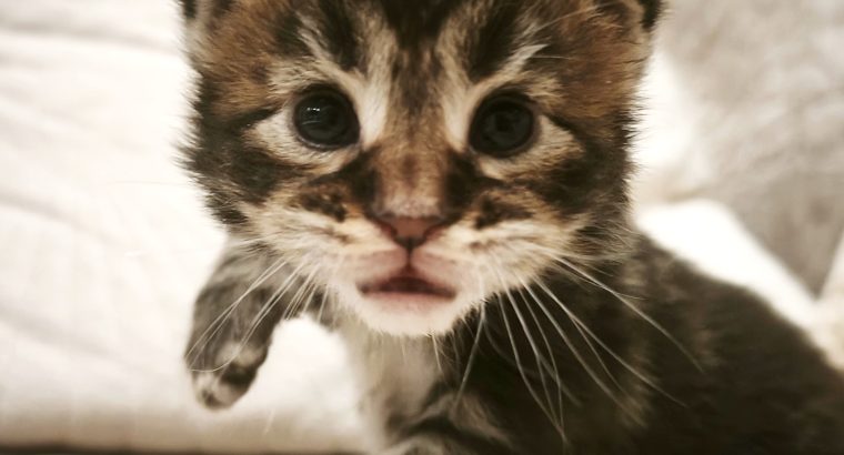 Noxford Maine Coon kandúr kiscica