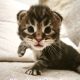Noxford Maine Coon kandúr kiscica