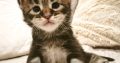 Noxford Maine Coon kandúr kiscica