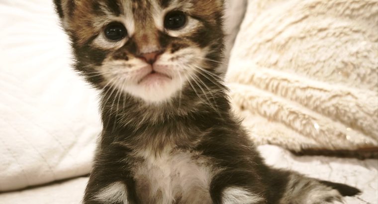 Noxford Maine Coon kandúr kiscica