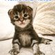 Noxford Maine Coon kandúr kiscica