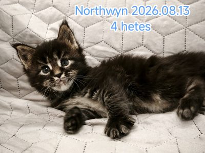 Maine Coon kandúr kiscica