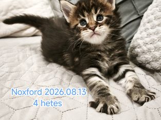 Noxford Maine Coon kandúr kiscica