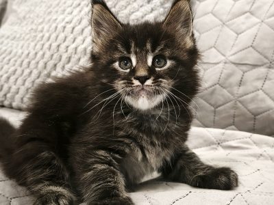 Maine Coon kandúr kiscica