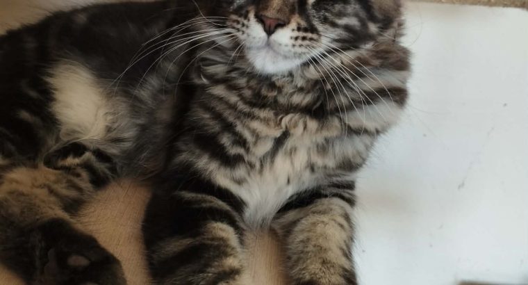 Daesy