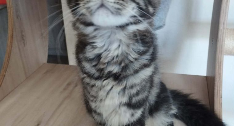 Daesy