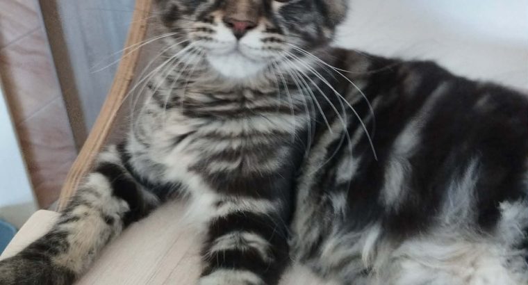 Daesy