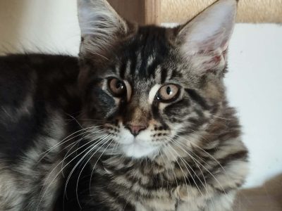 Daesy
