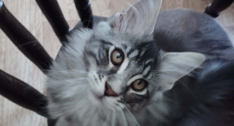 Dodi