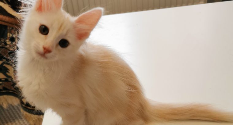 Török angóra kislány eladó