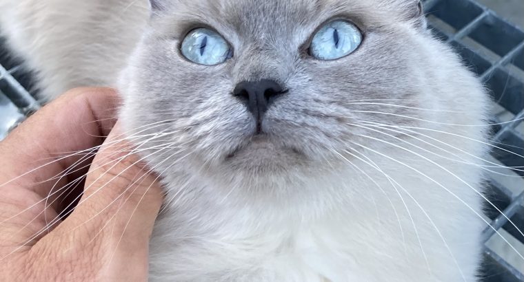 Ragdoll kiscicák várhatók