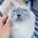 Ragdoll kiscicák várhatók