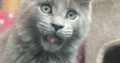 Csodaszép kék maine coon kislány