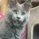 Csodaszép kék maine coon kislány