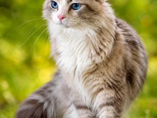 Ragdoll kiscicák várhatók