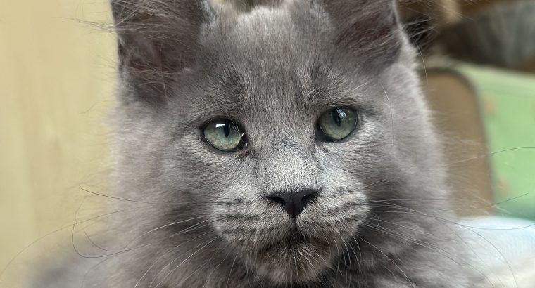 Csodaszép kék maine coon kislány