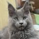 Csodaszép kék maine coon kislány