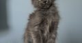 Maine Coon kislány cica
