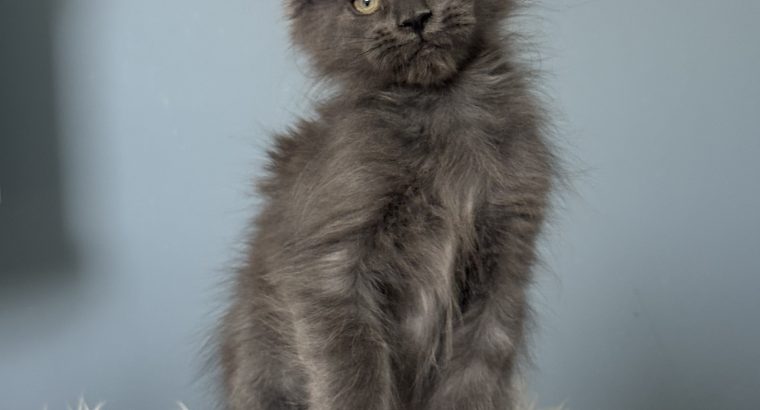 Maine Coon kislány cica