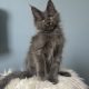 Maine Coon kislány cica