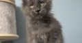 Maine Coon kislány cica