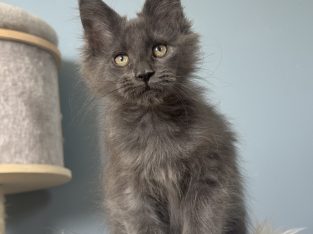 Maine Coon kislány cica