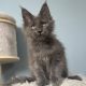 Maine Coon kislány cica