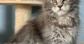 Pinkycat Dahlia Maine Coon kislány