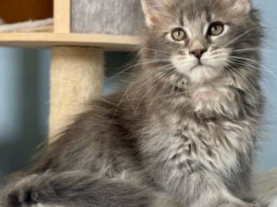 Pinkycat Dahlia Maine Coon kislány