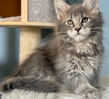 Pinkycat Dahlia Maine Coon kislány