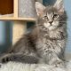Pinkycat Dahlia Maine Coon kislány