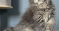 Pinkycat Dahlia Maine Coon kislány