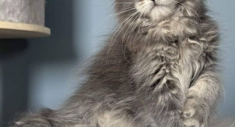 Pinkycat Dahlia Maine Coon kislány