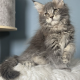 Pinkycat Dahlia Maine Coon kislány