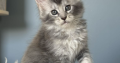 Estella Maine Coon ezüst kislány